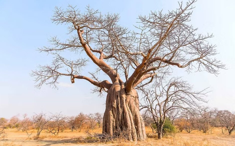 Lochinvar National Park, Southern Province, Zambia